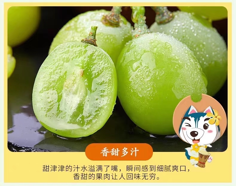 求个资源：朋友珠海的农场有批阳光玫瑰品种的葡萄上市，现在主要本市销售，看能不能扩宽下销售范围，由于快
