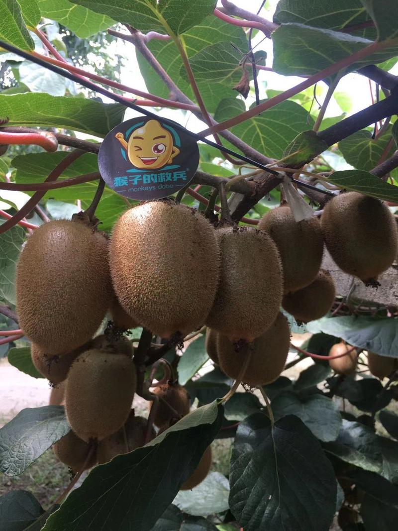 🐒猴子的救兵猕猴桃
猴子的救兵五年了，老板是一名程序员。五年来，一直坚持副业经营猴子的救兵，自家种，