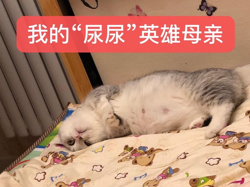 【生财CP分享】养猫2年赚35万，介绍一个少有人知但性价比超高的副业。