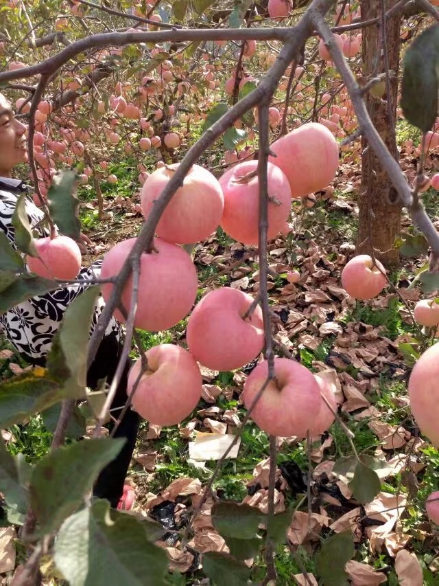 这苹果可以吧，老家的