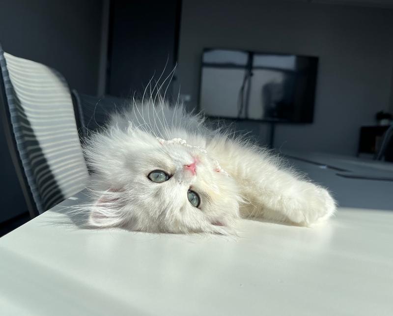 感谢上次几百位“云铲屎官”的提名建议，生财有术新同事花名终于定下了，采用