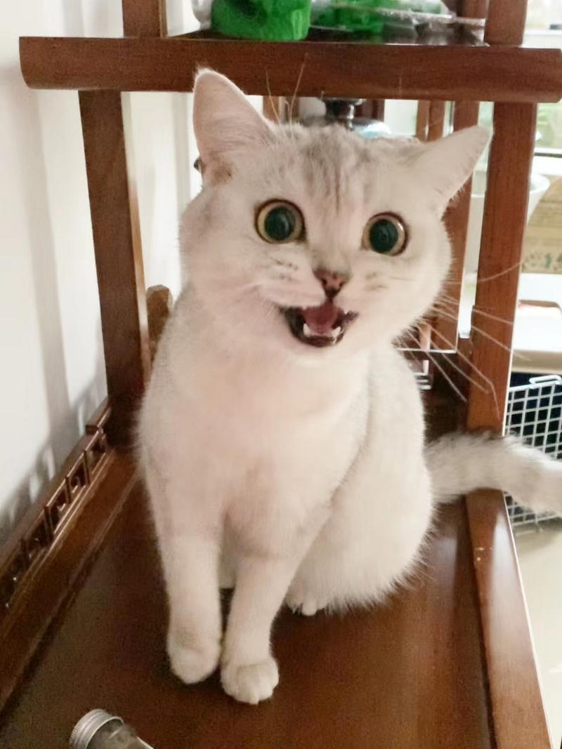 我养了两只猫，都是英短银渐层，一只公猫，一只母猫。
公猫是我在上海领养的一只英短，母猫是我在大连花