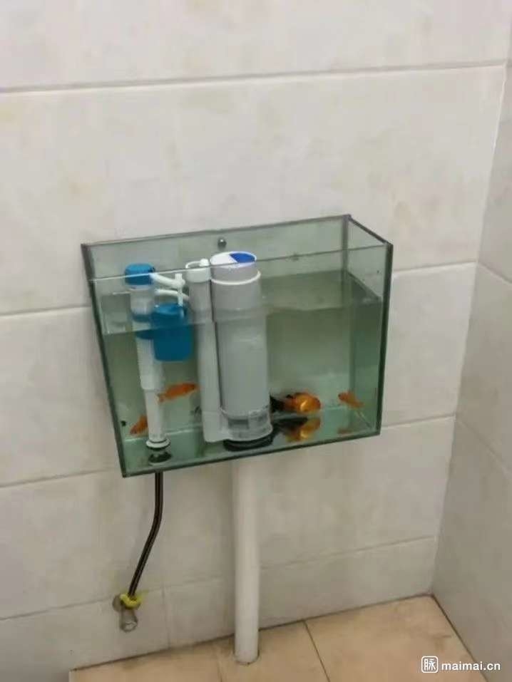 好久没看脉脉了，刚打开刷了一下消息，发现两个需求
第一张图是个透明马桶水箱，可以养鱼，我立刻查了查，