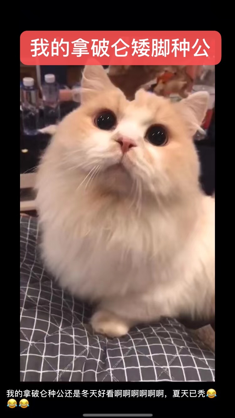 【生财CP分享】养猫2年赚35万，介绍一个少有人知但性价比超高的副业。