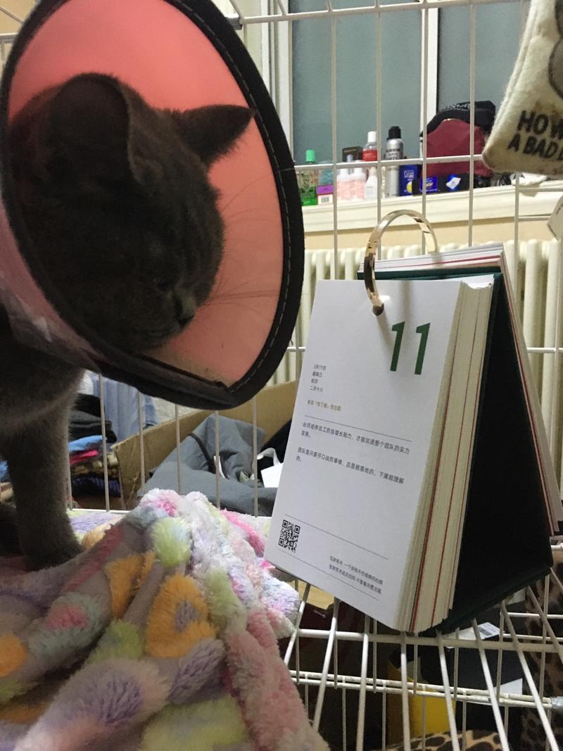 #生财日历开箱#
听说看这本日历能赚钱，
给主子投资一本，
好好学习，
挣钱养我。