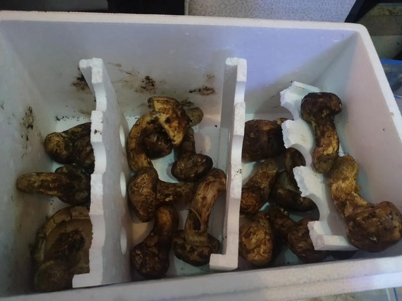 手上有一批新鲜的野生松茸，不知道该怎么卖
想请大伙给支支招，坐标成都，感谢🙏
自己的想法是去找到