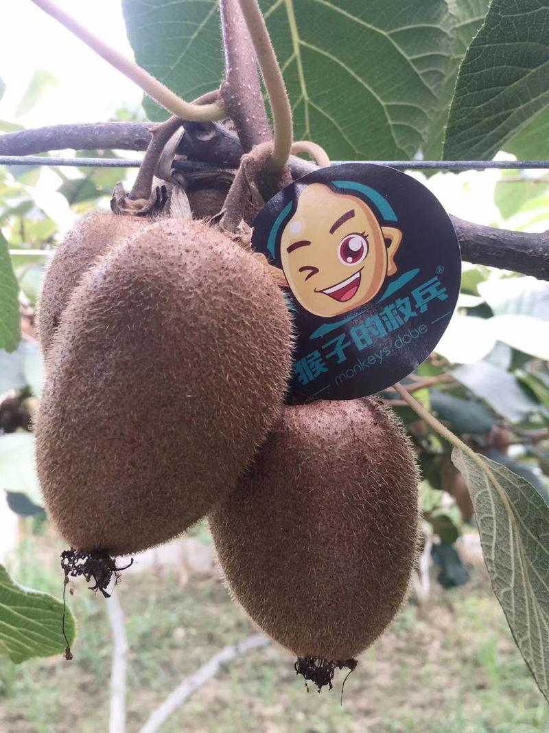 🐒猴子的救兵猕猴桃
猴子的救兵五年了，老板是一名程序员。五年来，一直坚持副业经营猴子的救兵，自家种，