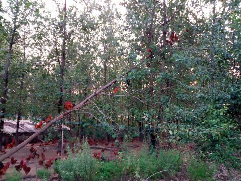 开心，自家的鸡场，暂时达成了和开水优选的合作