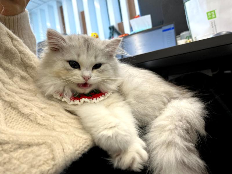 感谢上次几百位“云铲屎官”的提名建议，生财有术新同事花名终于定下了，采用