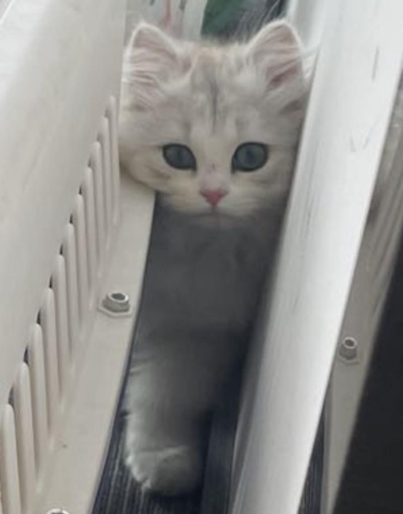 在线征集新同事花名🙋🏻‍♂️
性别女，肤白貌美小短腿，聪明又粘人，活泼可爱。
今天刚入职，人气高