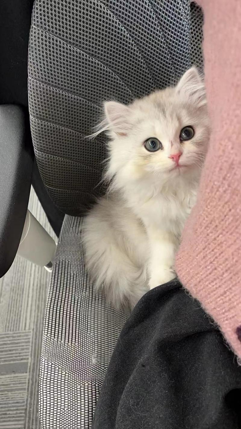 在线征集新同事花名🙋🏻‍♂️
性别女，肤白貌美小短腿，聪明又粘人，活泼可爱。
今天刚入职，人气高