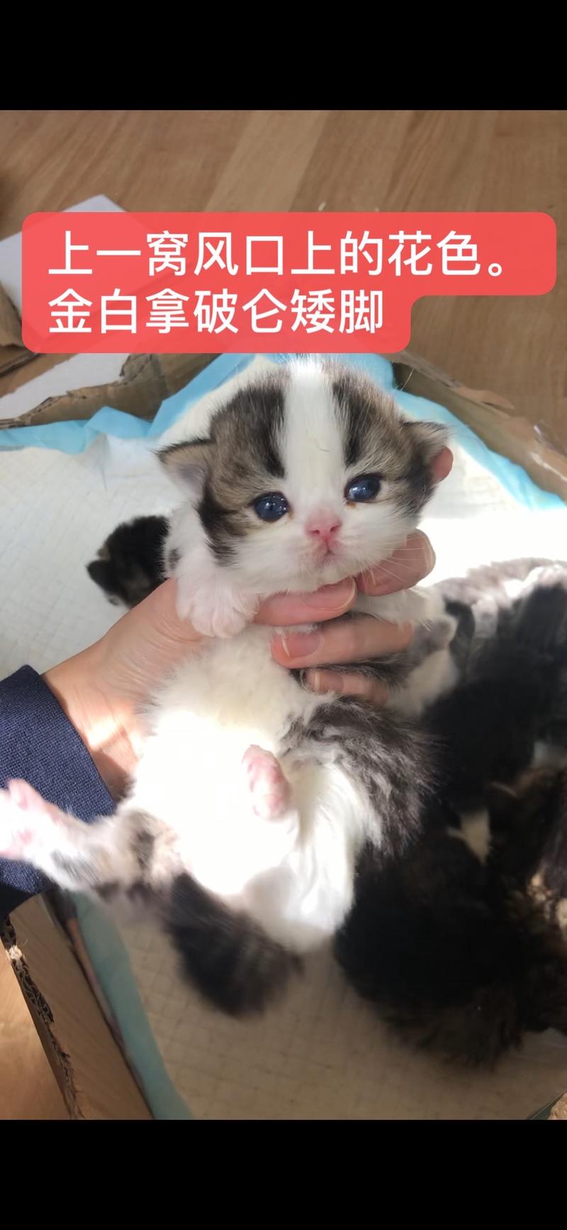 【生财CP分享】养猫2年赚35万，介绍一个少有人知但性价比超高的副业。