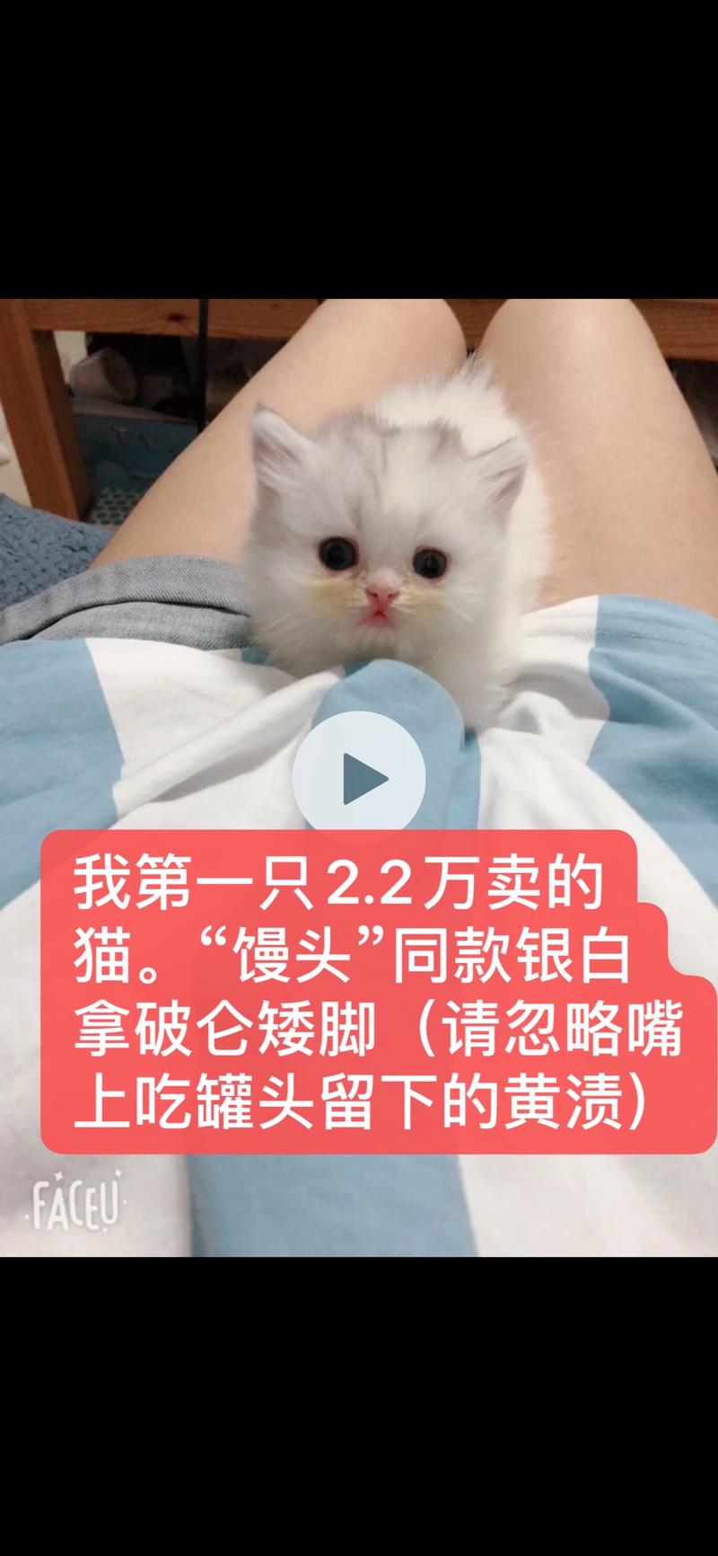 【生财CP分享】养猫2年赚35万，介绍一个少有人知但性价比超高的副业。