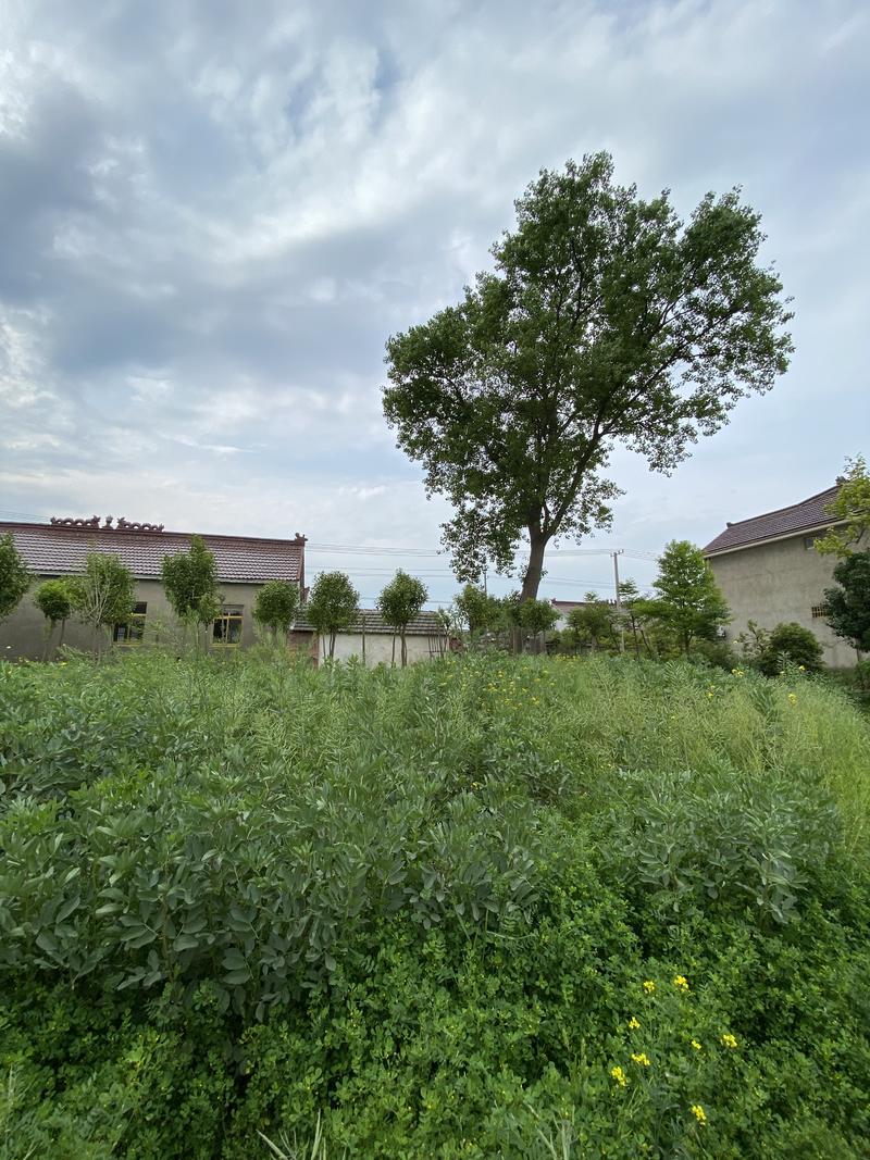 大伙五一节快乐。
放假这几天不更新太多内容，除了赚钱，也要好好休息和放松。
今早拍的老家一棵比我
