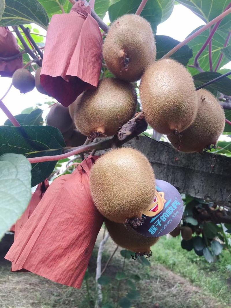 🐒猴子的救兵猕猴桃
猴子的救兵五年了，老板是一名程序员。五年来，一直坚持副业经营猴子的救兵，自家种，