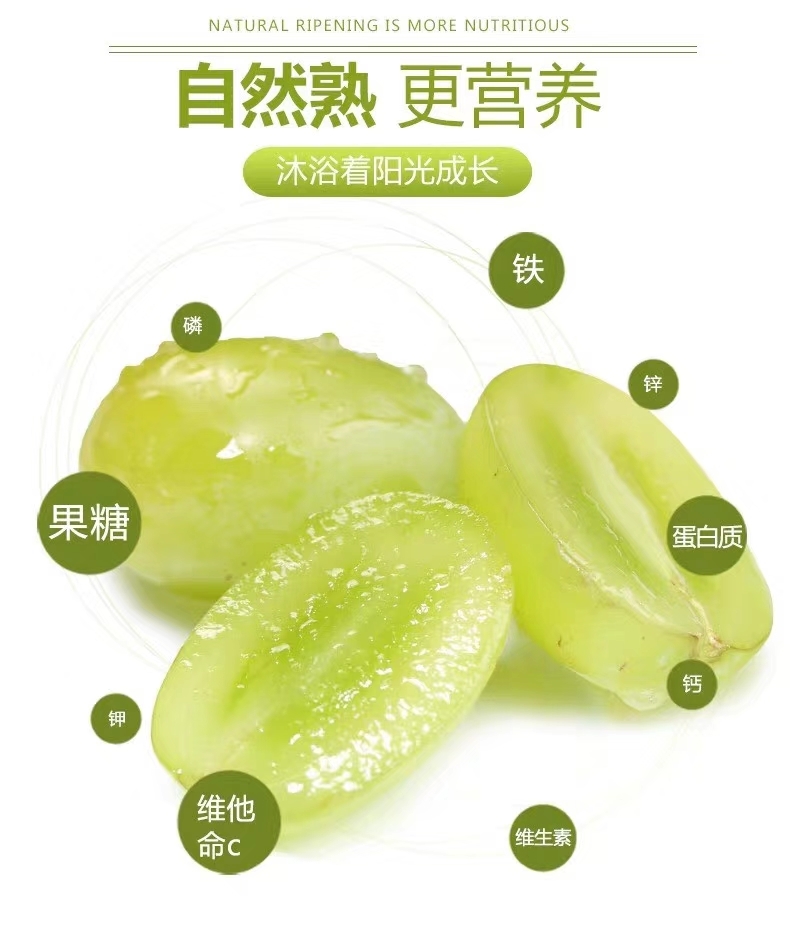 求个资源：朋友珠海的农场有批阳光玫瑰品种的葡萄上市，现在主要本市销售，看能不能扩宽下销售范围，由于快