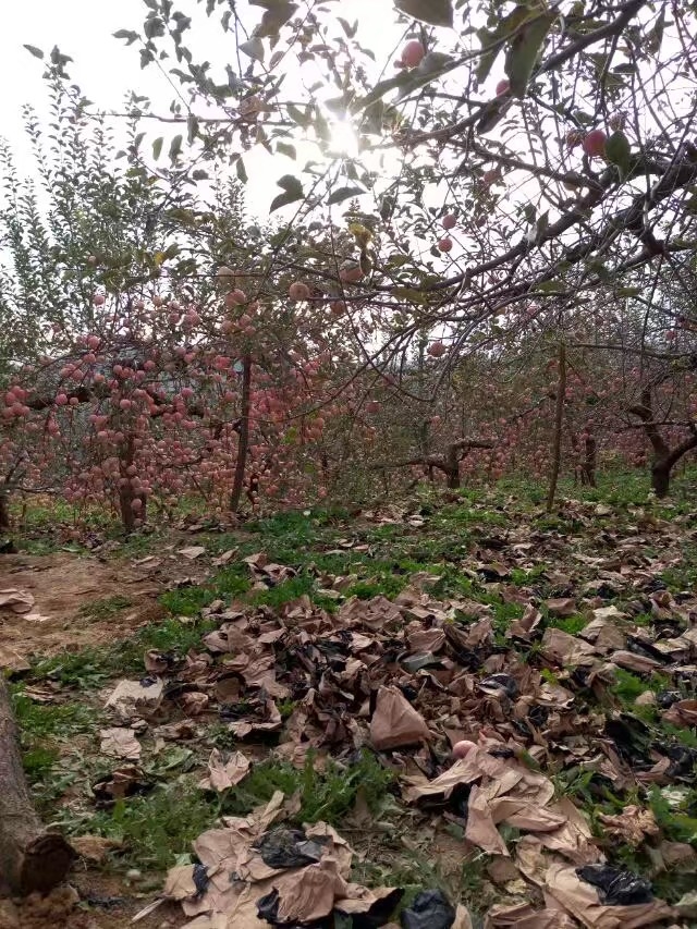 这苹果可以吧，老家的