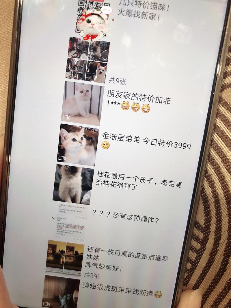 10元众筹猫咪，抽奖得一只1200元猫
今天听同事聊起来
说是他朋友圈里加了个卖猫的
然后这位卖猫