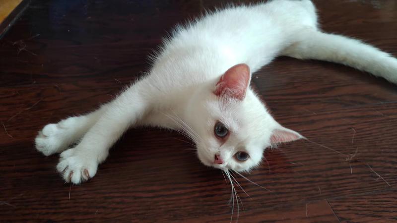 混了三期了，也认识了不少朋友，深知要有自己的作品和结果才能来求实实在在的合作。
不过现在觉得时机到