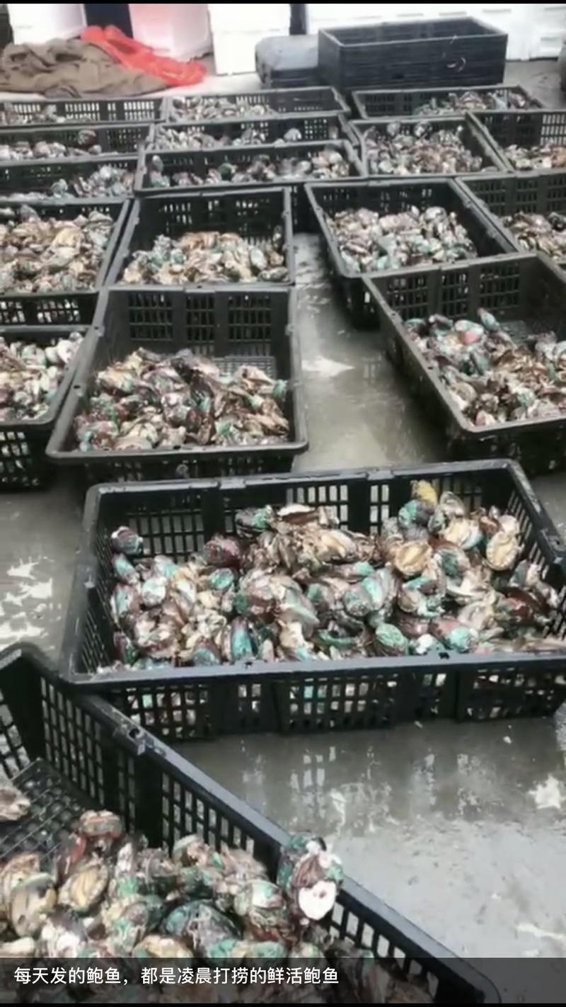 《一篇“好文案”，让我一个月赚了5万块，分享自己卖活鲍鱼实操全过程》 案例分享   思路分享