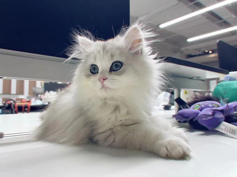 感谢上次几百位“云铲屎官”的提名建议，生财有术新同事花名终于定下了，采用