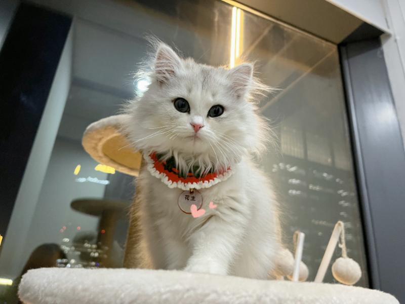 感谢上次几百位“云铲屎官”的提名建议，生财有术新同事花名终于定下了，采用