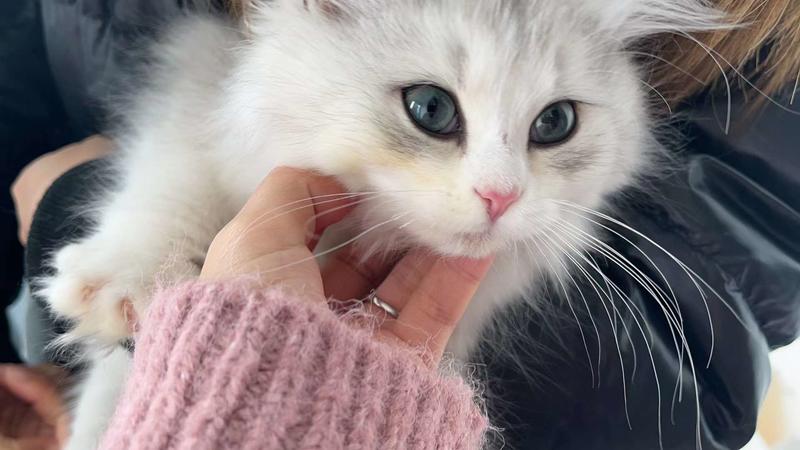 在线征集新同事花名🙋🏻‍♂️
性别女，肤白貌美小短腿，聪明又粘人，活泼可爱。
今天刚入职，人气高