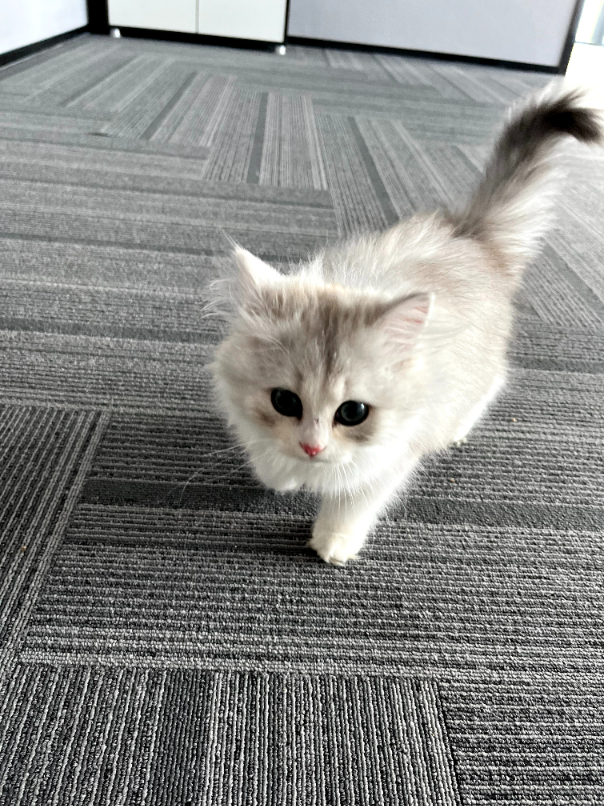 在线征集新同事花名🙋🏻‍♂️
性别女，肤白貌美小短腿，聪明又粘人，活泼可爱。
今天刚入职，人气高