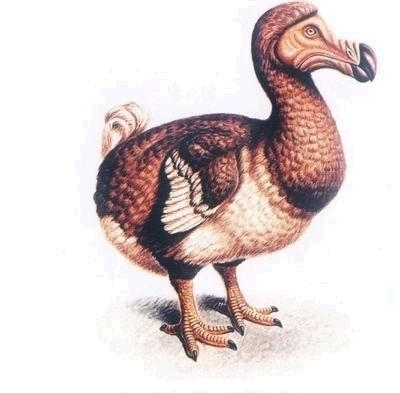 分享一个观察。
我们要对环境和条件的变化有所敏感，才能找到优势，获得生存的权利。
渡渡鸟以上生活