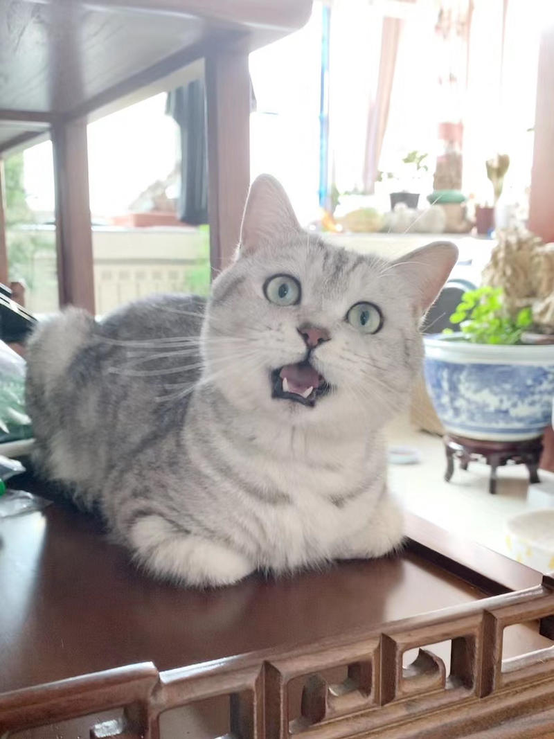 我养了两只猫，都是英短银渐层，一只公猫，一只母猫。
公猫是我在上海领养的一只英短，母猫是我在大连花