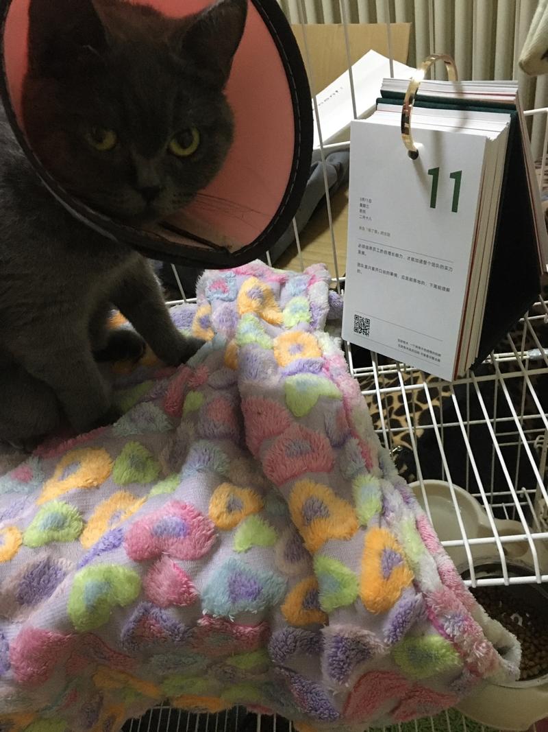 #生财日历开箱#
听说看这本日历能赚钱，
给主子投资一本，
好好学习，
挣钱养我。