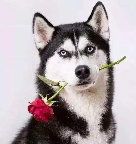 借生财有术的宝地问一下，星球有做AI图像识别的大佬吗？我们有很多的样本，需要做病理切片的识别，希望寻