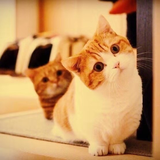 向大佬们请教一个问题
吸引到了若干最近在参加秋招研究生和本科生
有什么好的变现方法 (求职机构广告漫