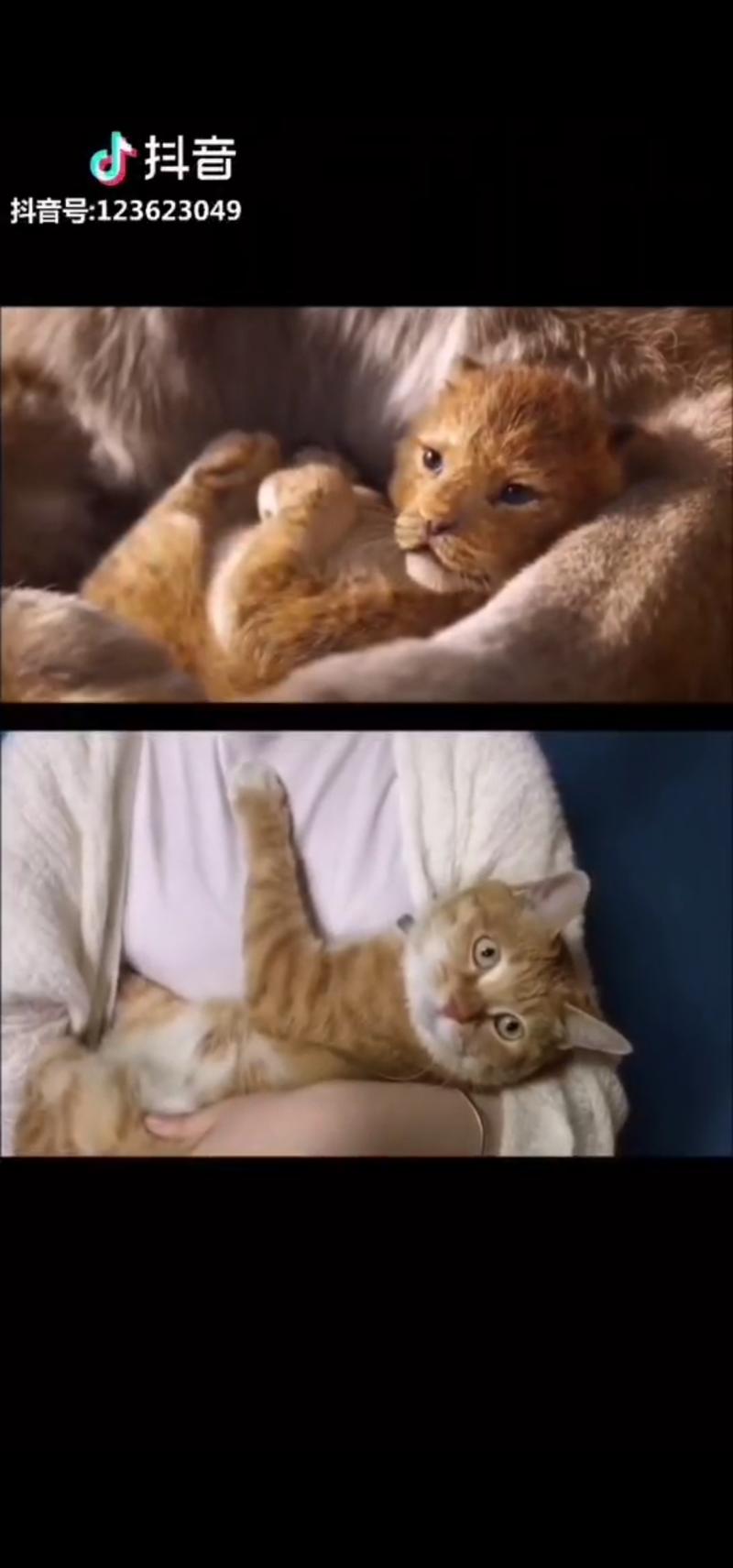 啥叫流量思维？
最近《狮子王》电影刚刚上映，抖音上有很多人就开始用自家小猫咪（可能多半是中间的mcn