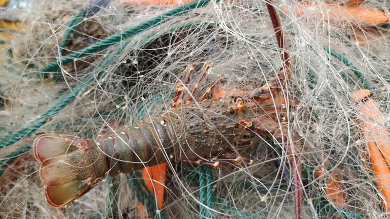 最近在看一个朋友做的的旅游相关项目，主要做的是体验式旅游。听他说每个月的排期都满了。一般单价600一