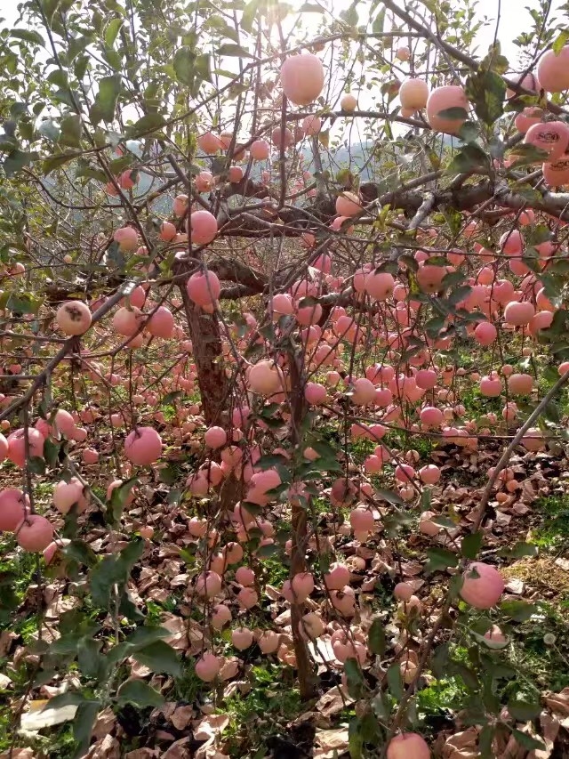 这苹果可以吧，老家的